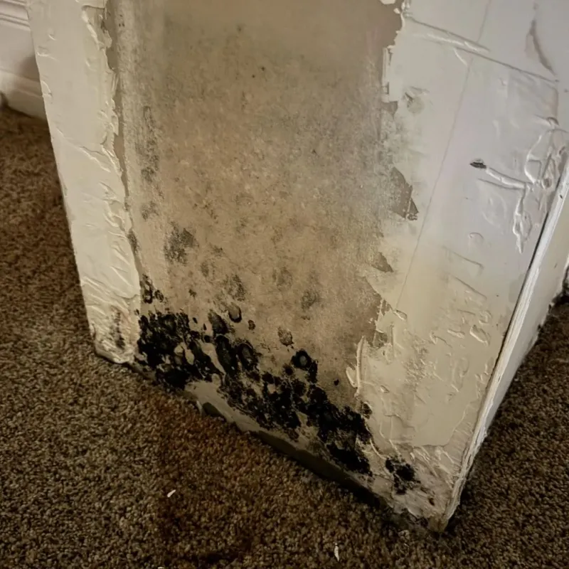 Professional Mold Removal in Lyons, OR